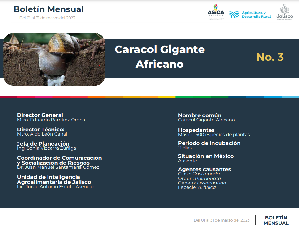 descripción de la imagenCaracol Gigante Africano