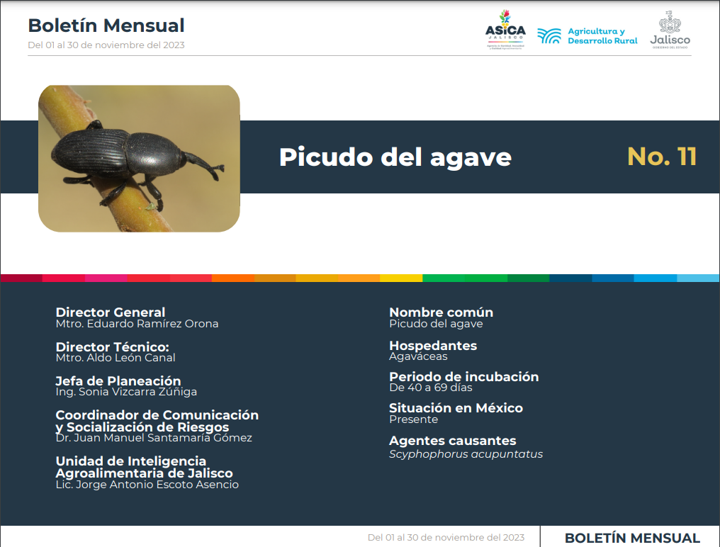 descripción de la imagenPicudo del Agave